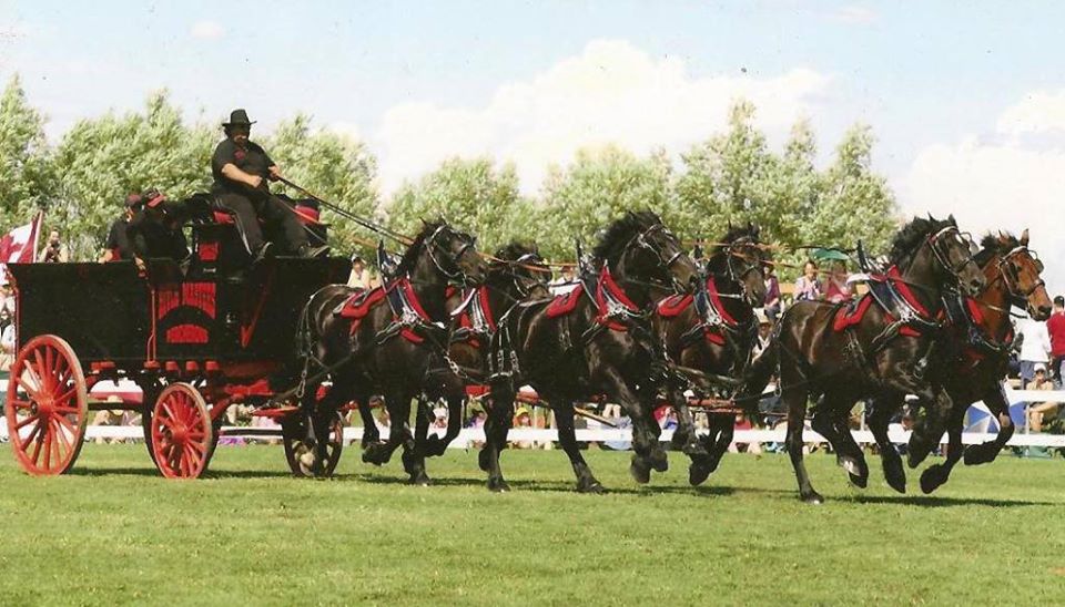 Percheron Horses